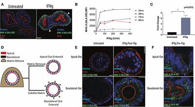 Human Intestinal Enteroids Model MHC-II in the Gut Epithelium